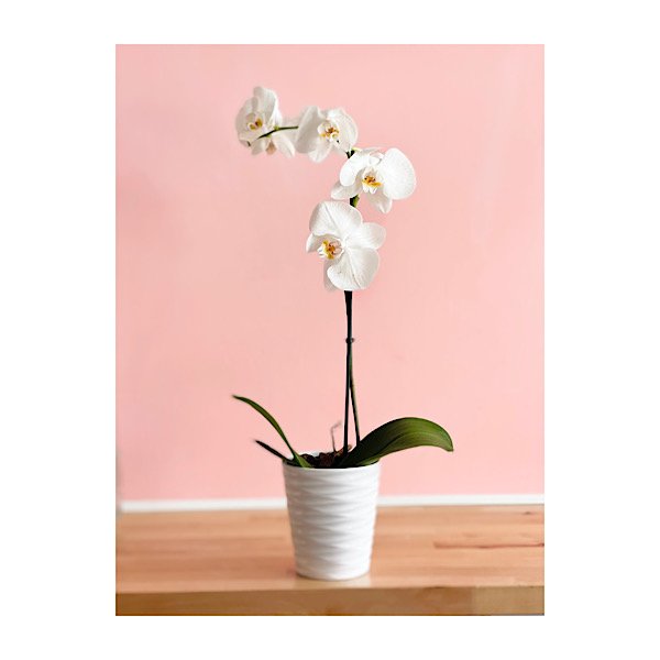 C50C813D-A756-4486-81EC-8D861B49C16F