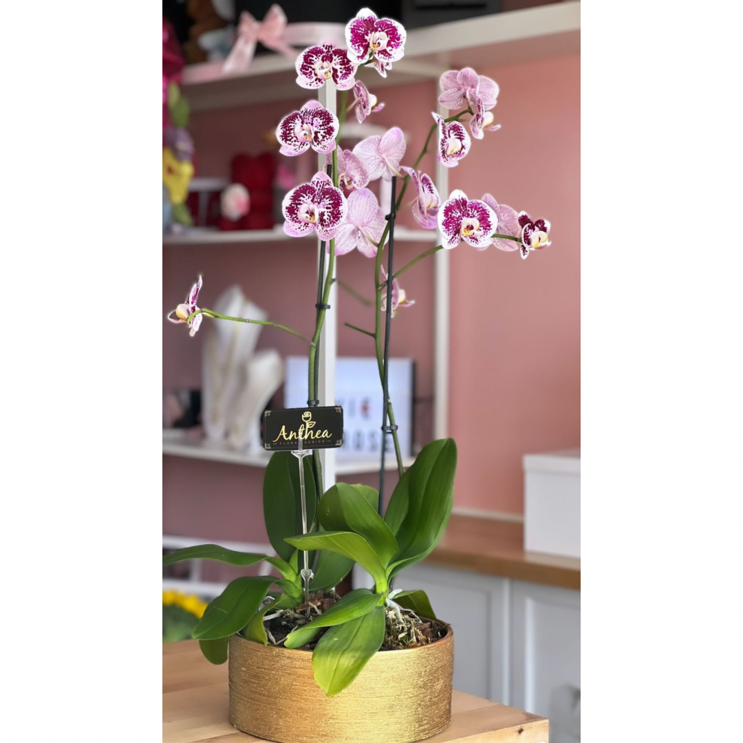 3C7FC716-9432-4F78-8E88-B3E14FD6DF68